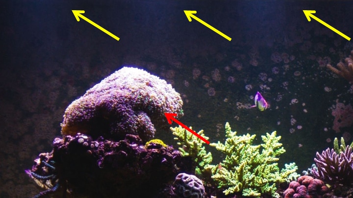 „Scalopping” im Aquarium