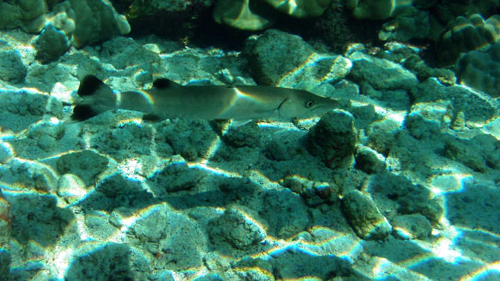 Tolle Barracuda-Kaustik