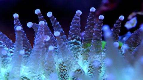 Das richtige Licht für jedes Korallenriff